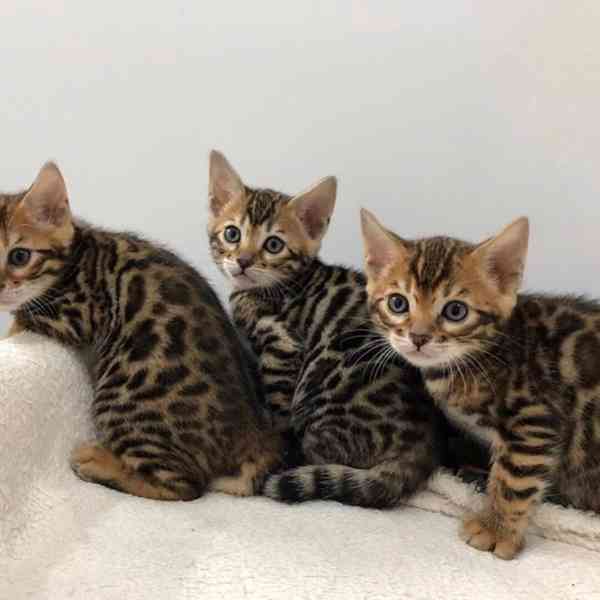 Bengálská koťata k adopci - foto 1