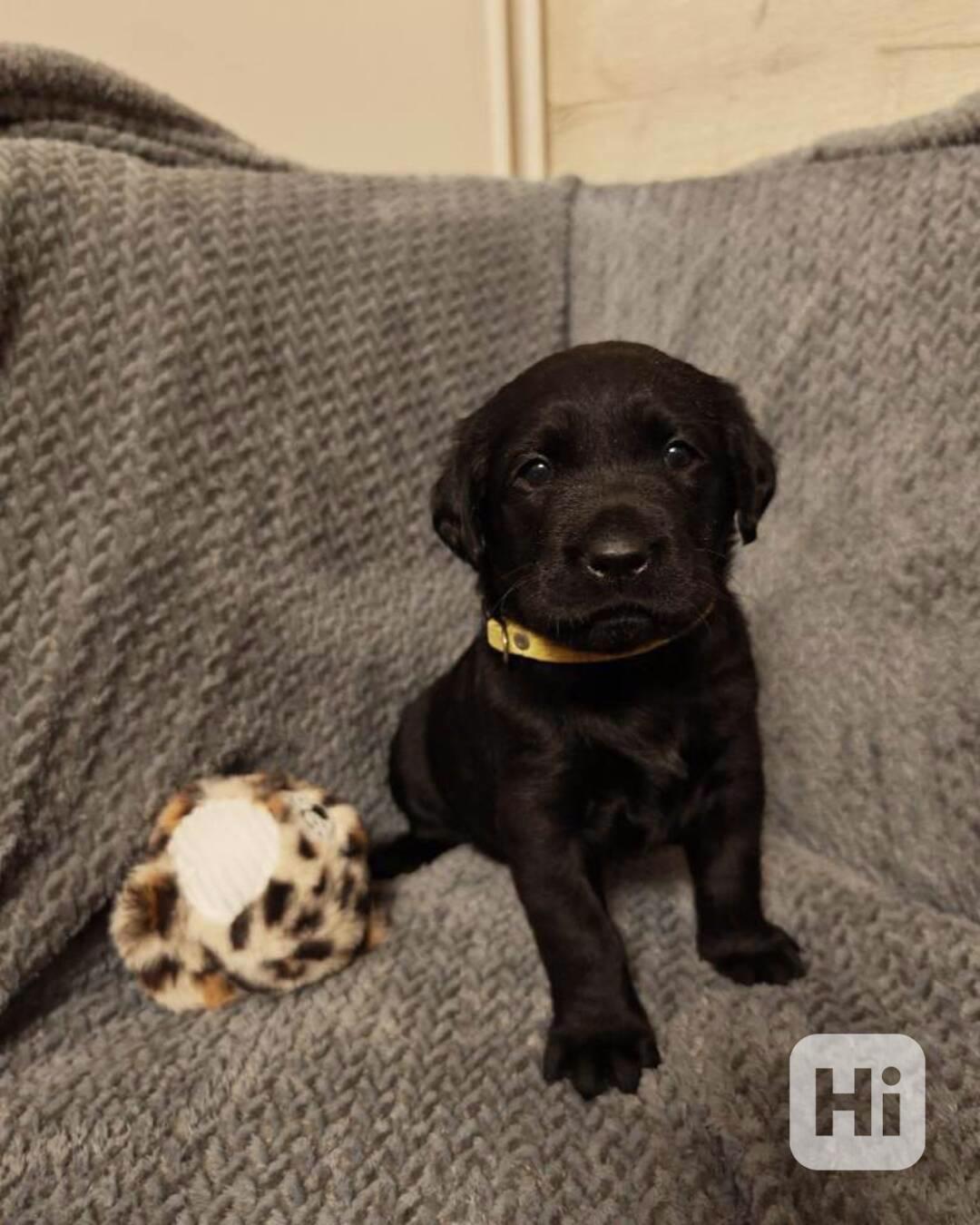 Labradorský Retriever s PP - foto 1