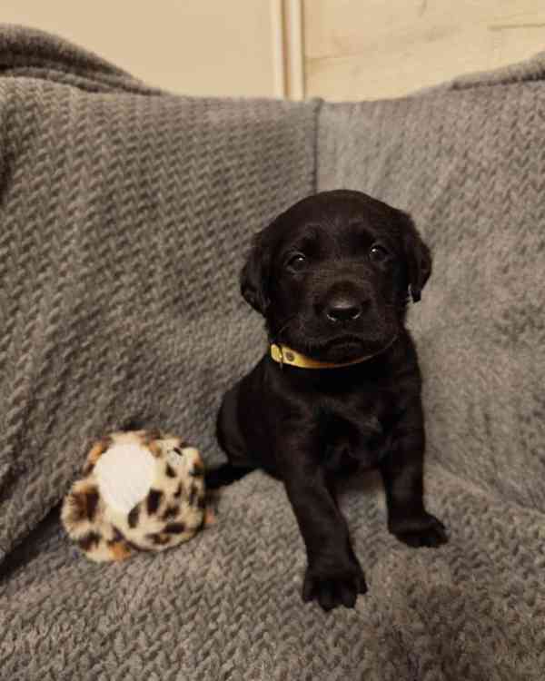 Labradorský Retriever s PP - foto 1