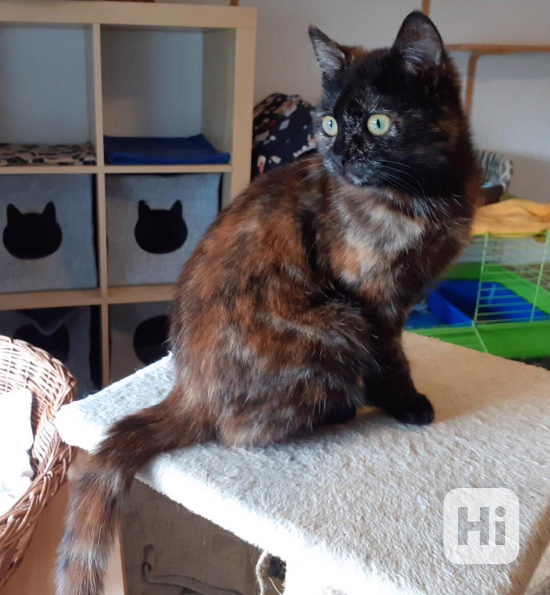 Želvovinová, hravá, mazlivá 7měsíční Penelopa - foto 1