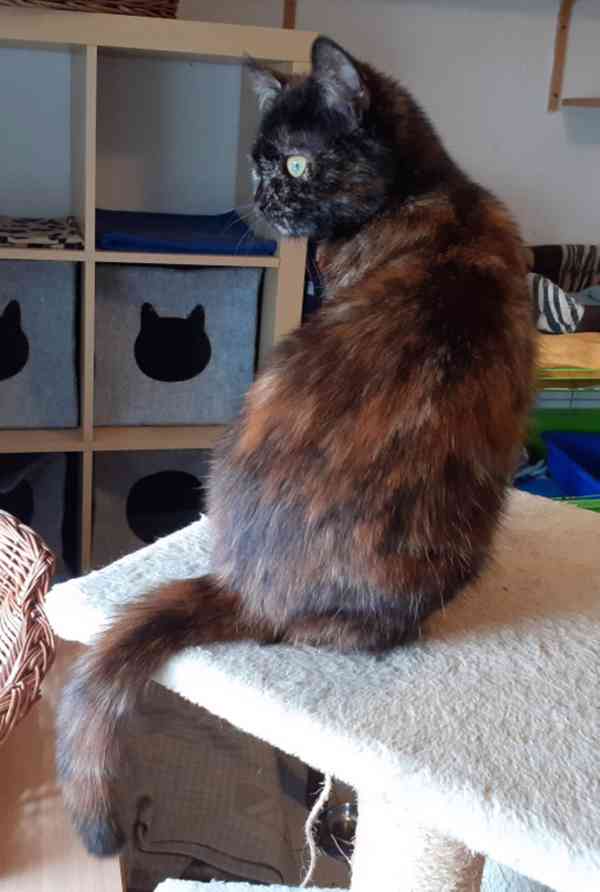 Želvovinová, hravá, mazlivá 7měsíční Penelopa - foto 2