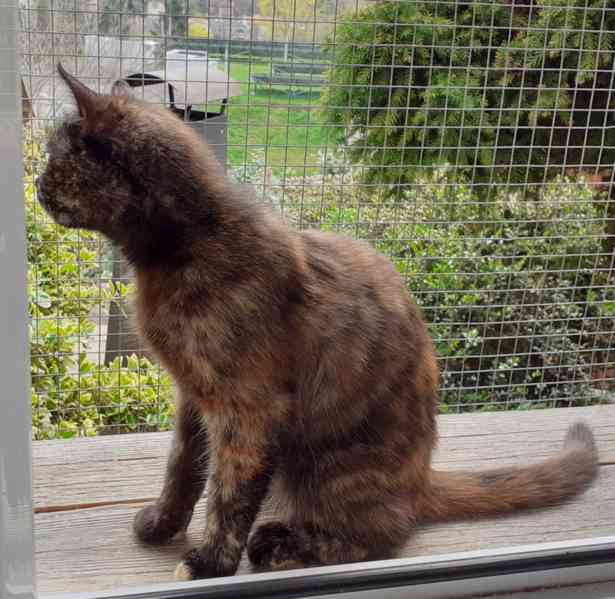 Želvovinová, hravá, mazlivá 7měsíční Penelopa - foto 6