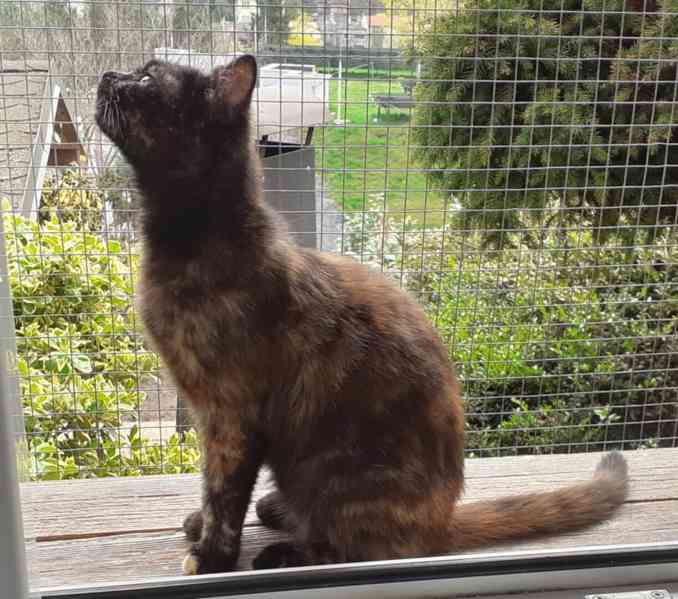 Želvovinová, hravá, mazlivá 7měsíční Penelopa - foto 5