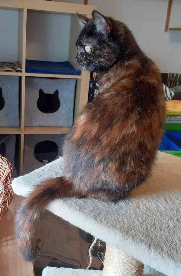 Želvovinová, hravá, mazlivá 7měsíční Penelopa - foto 3