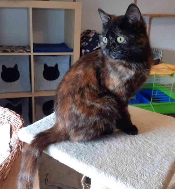 Želvovinová, hravá, mazlivá 7měsíční Penelopa - foto 1