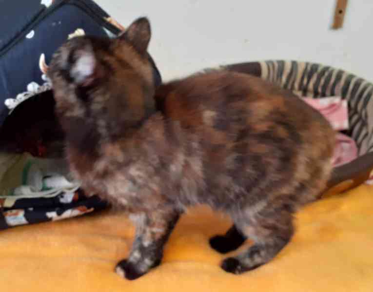 Želvovinová, hravá, mazlivá 7měsíční Penelopa - foto 4