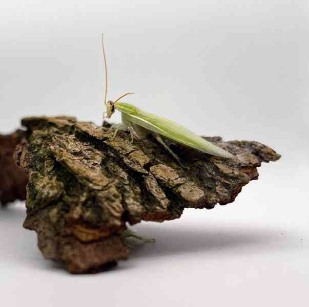 Šváb zelený (Panchlora nivea) - foto 4