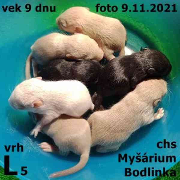 Piskomil mladata - foto 5