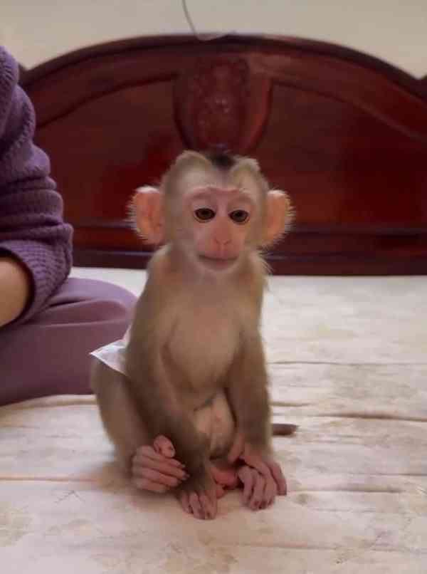 🐒 K dispozici samci a samice kapucínských opic - foto 1