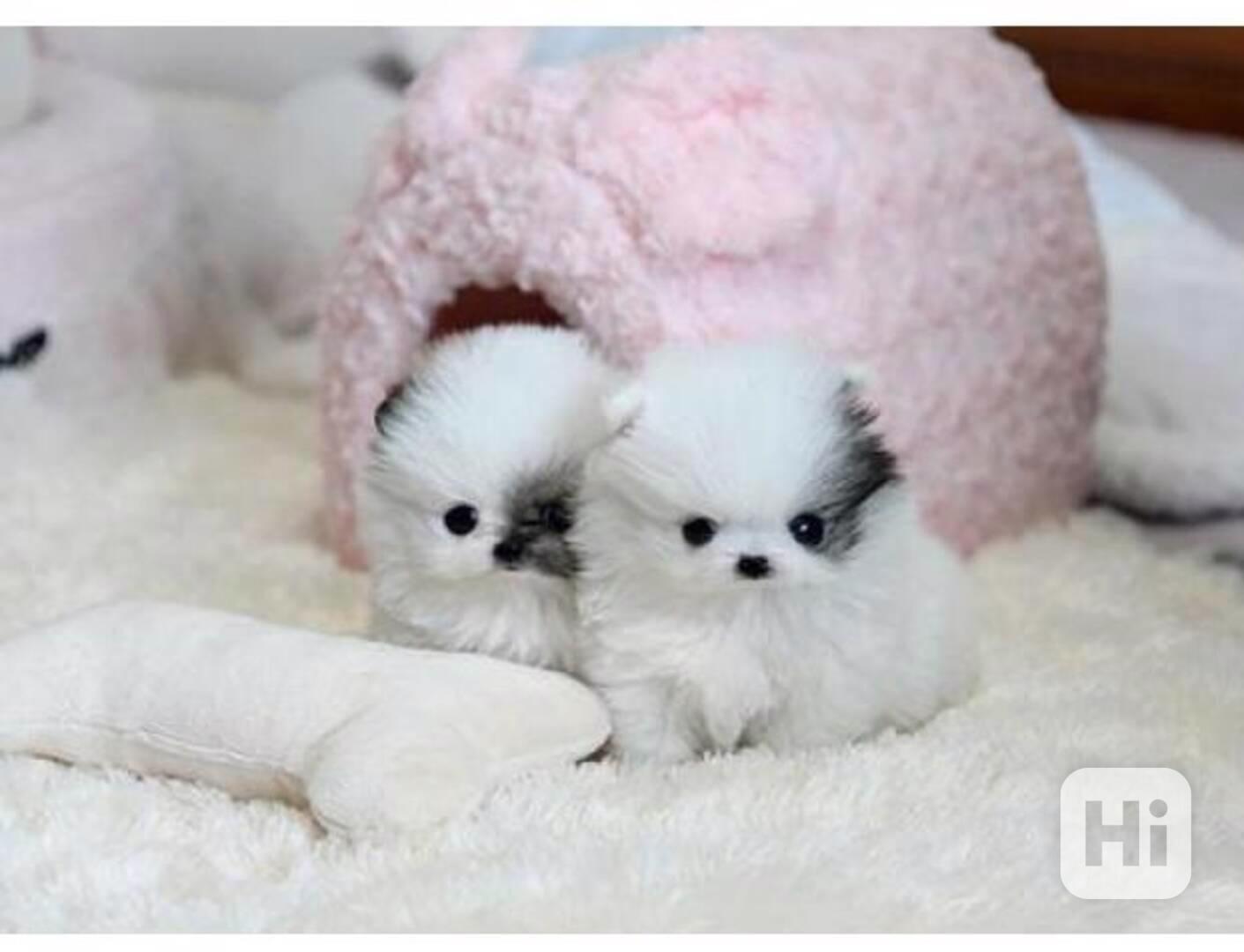 Mini pomeranian s PP - foto 1