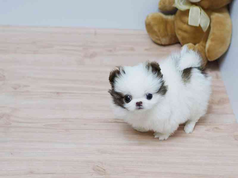 Mini pomeranian s PP - foto 2