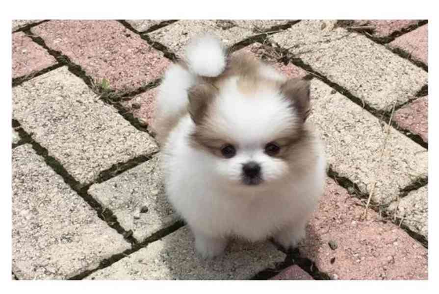 Mini pomeranian s PP - foto 3
