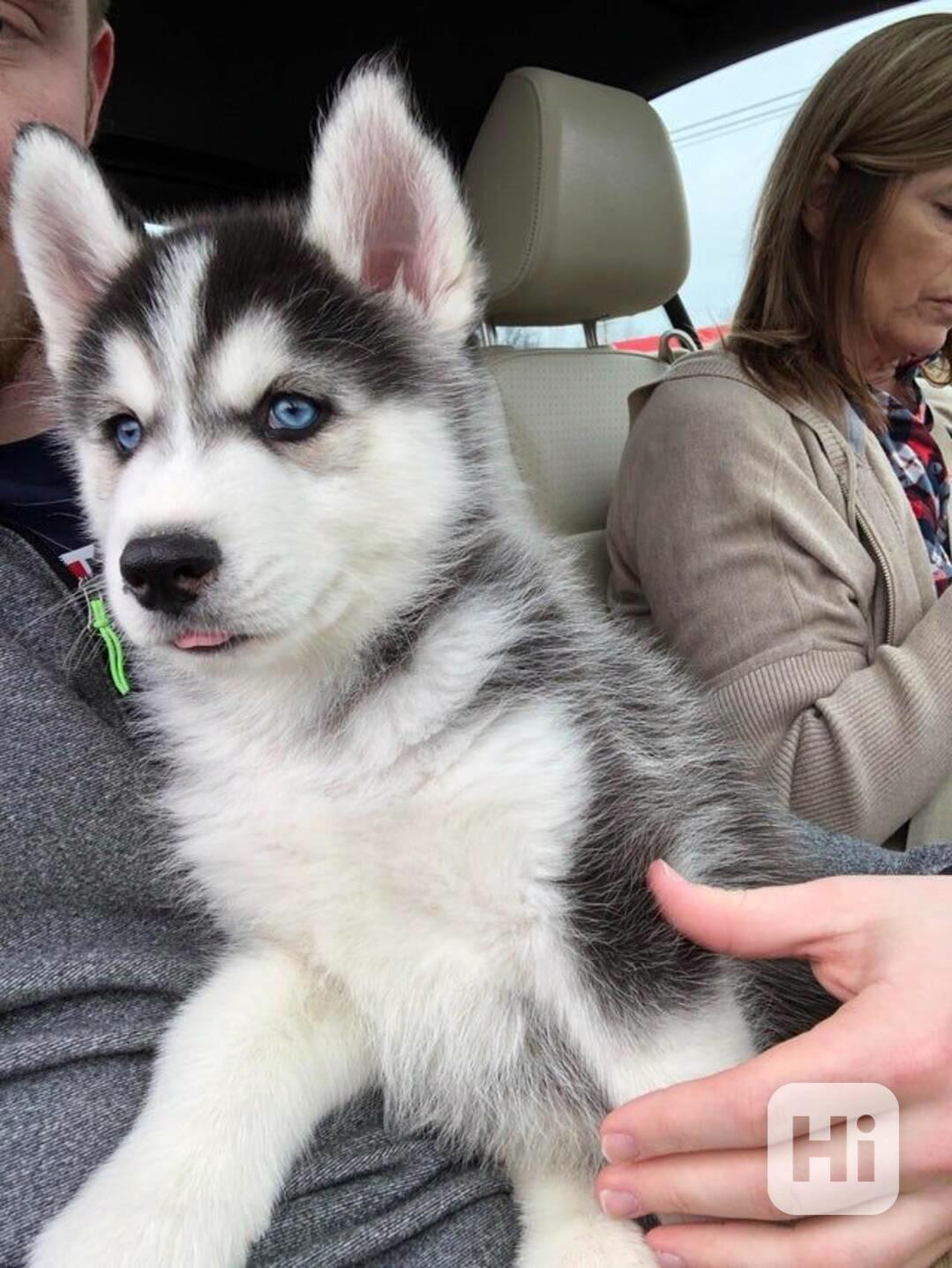 Štěňátka sibiřský husky - foto 1