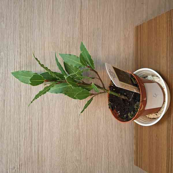 Laurus Nobilis - foto 2