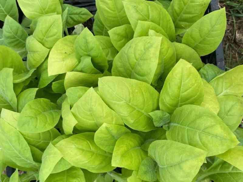 tabák sazenice - foto 3