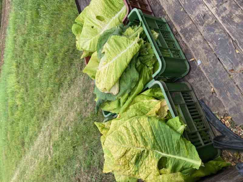 tabák sazenice - foto 2