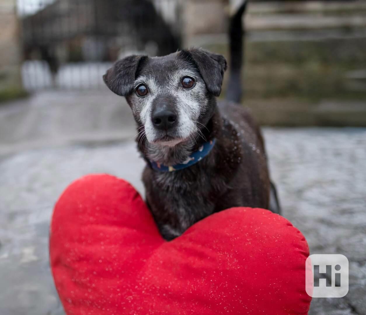 LEJLA - 13 kg, kastrovaná fenečka 13 let  - foto 1