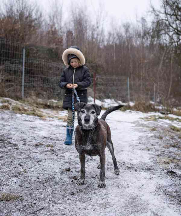 LEJLA - 13 kg, kastrovaná fenečka 13 let  - foto 2