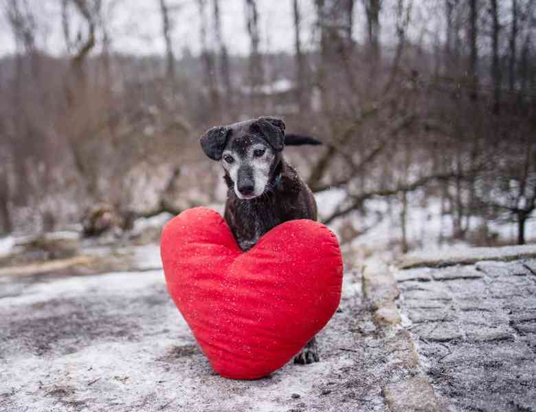 LEJLA - 13 kg, kastrovaná fenečka 13 let  - foto 4
