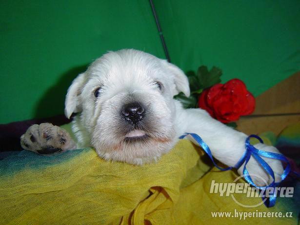 Malý bílý knírač - foto 6