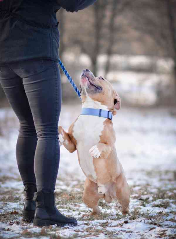 Chiro - x bull, 3 roky, aktivní bláznivý kluk - foto 5