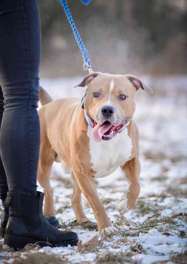 Chiro - x bull, 3 roky, aktivní bláznivý kluk - foto 4