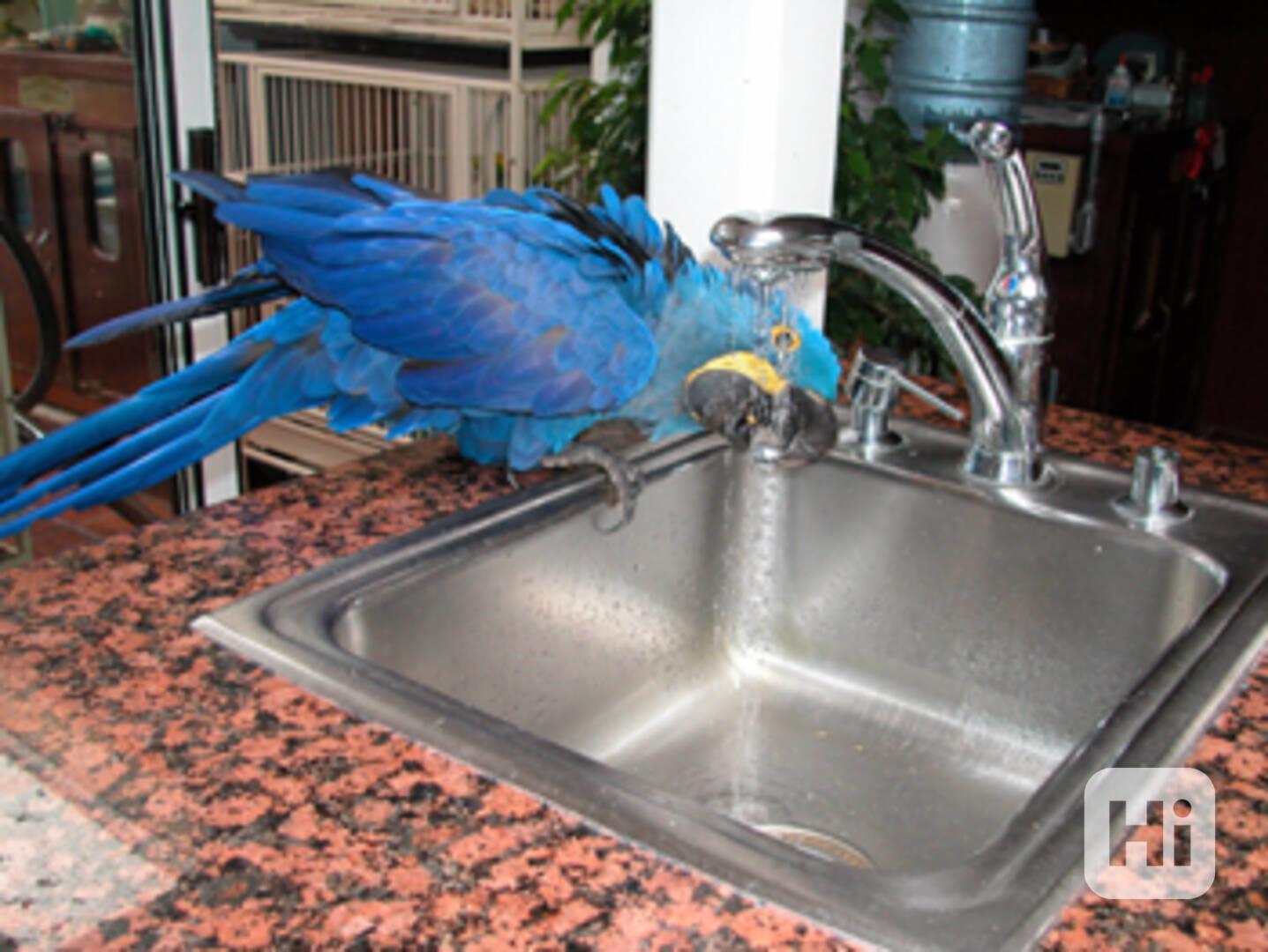 Female blue and gold macaw parrot with cage - foto 1