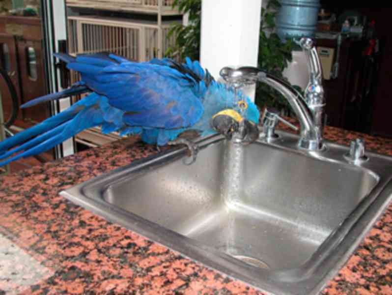 Female blue and gold macaw parrot with cage - foto 1