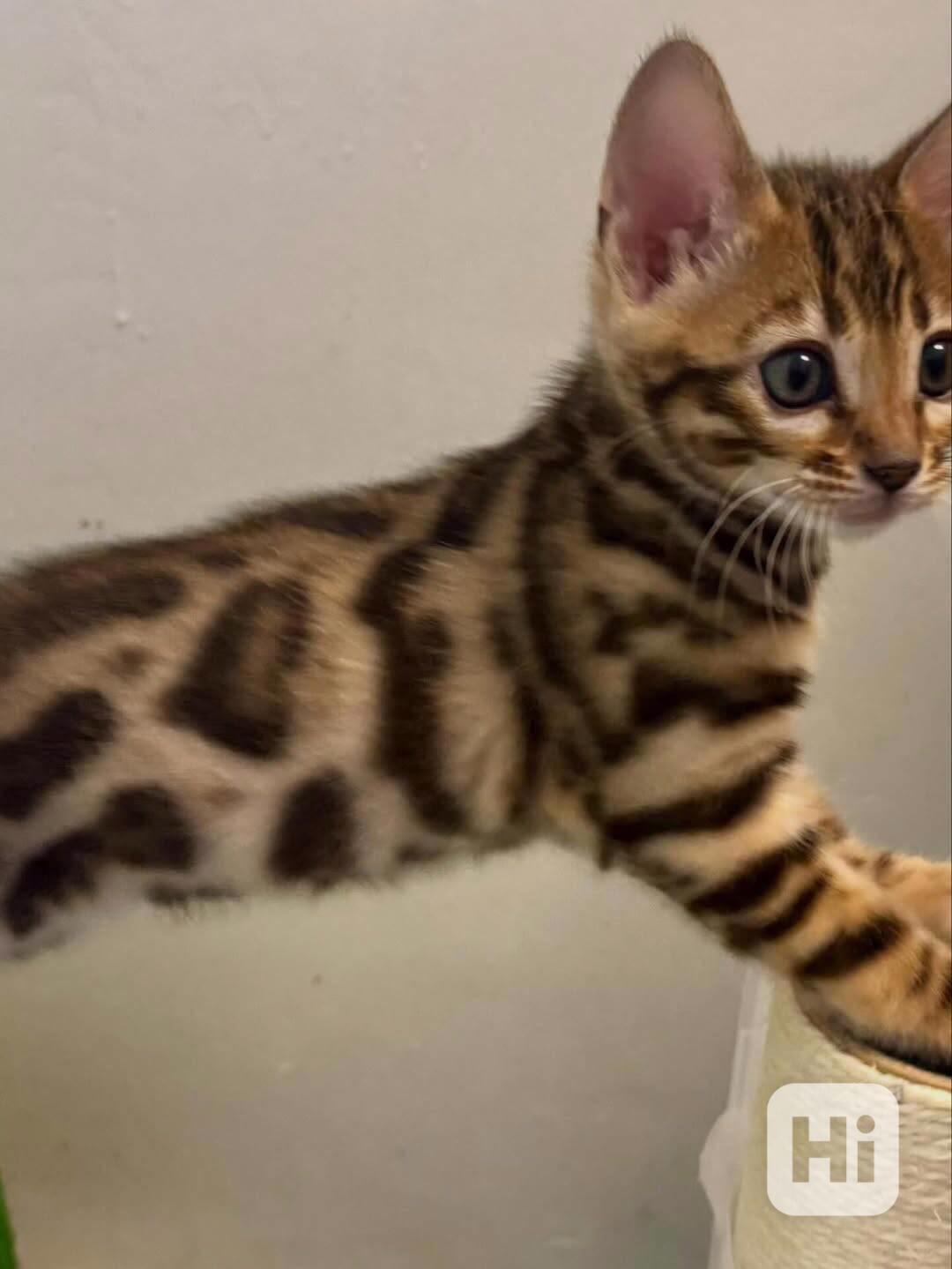 Nádherné bengálské kotě hledá milující domov 🐱✨ - foto 1