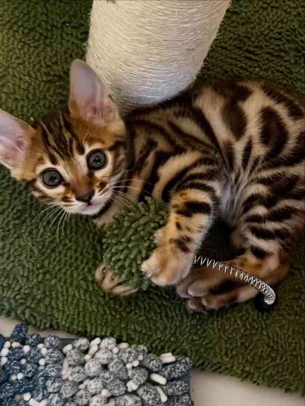 Nádherné bengálské kotě hledá milující domov 🐱✨ - foto 2