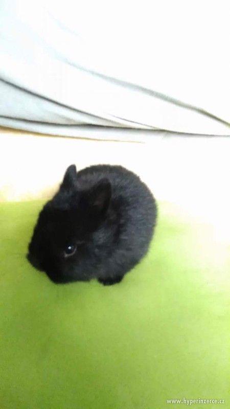 Zakrslý králík (černý) - foto 1