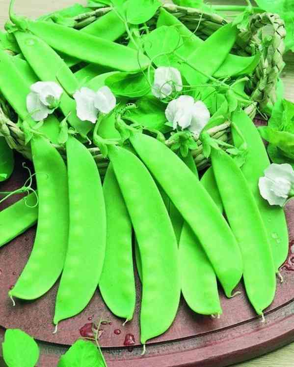 Hrách cukrový Ambrosia - semena