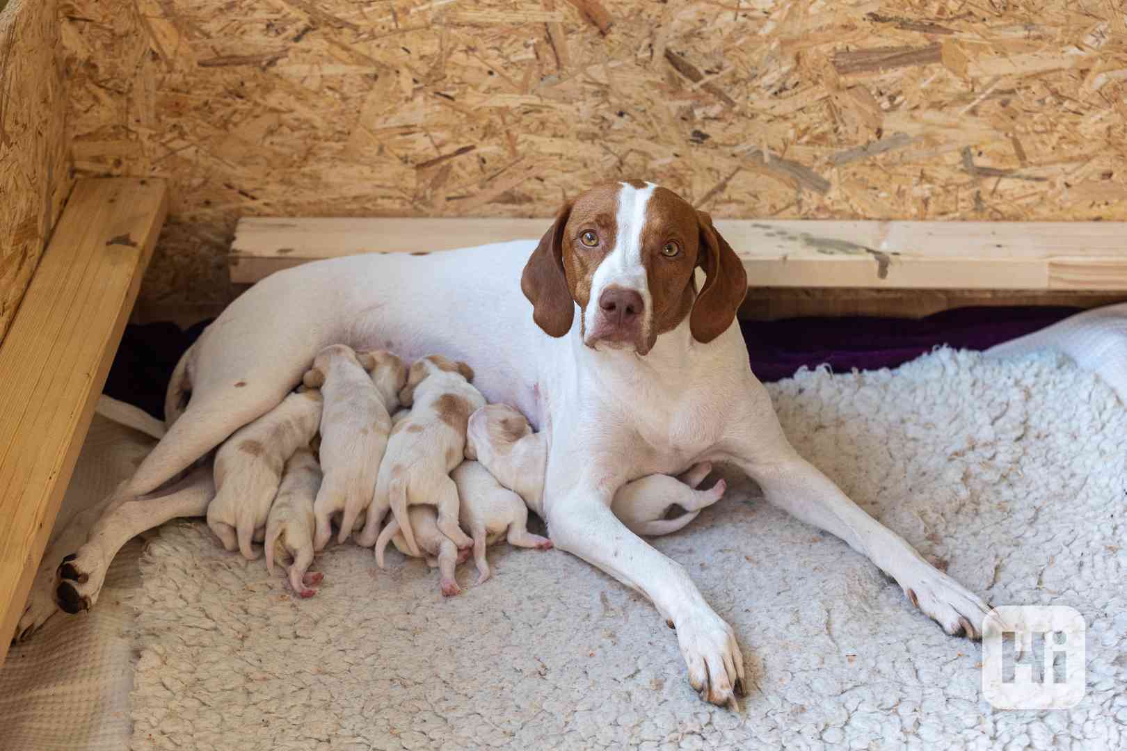 Saintgermánský ohař - foto 1