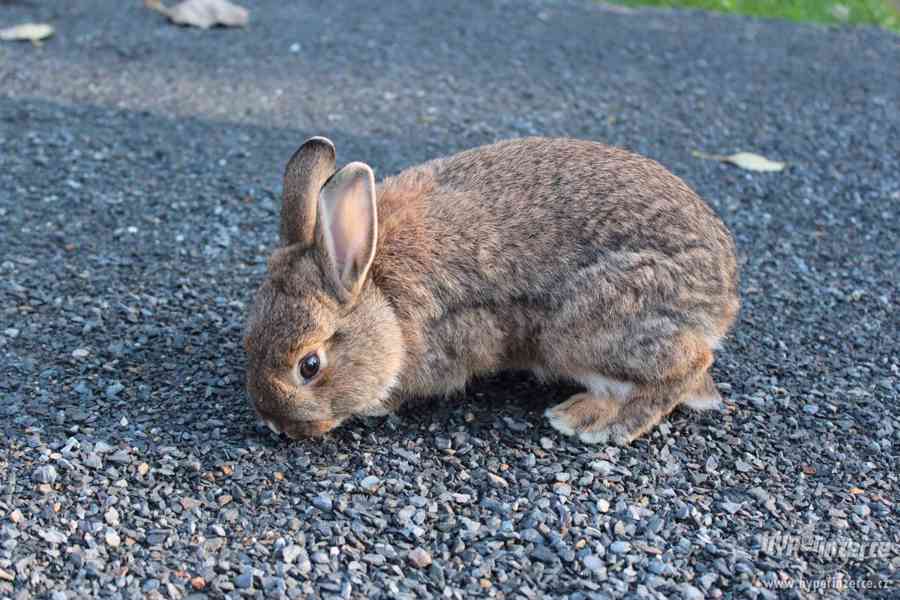 Zakrslý králíček - foto 1