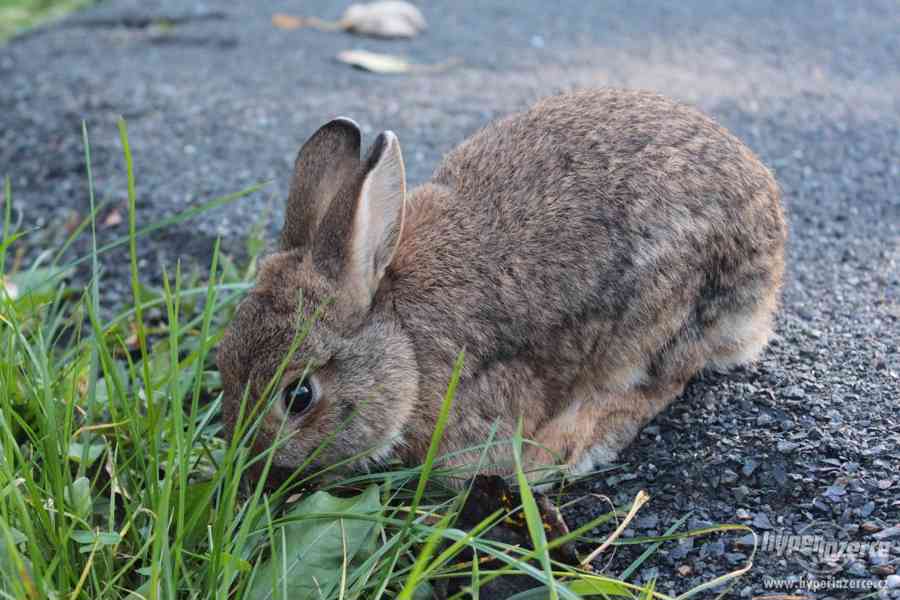 Zakrslý králíček - foto 2