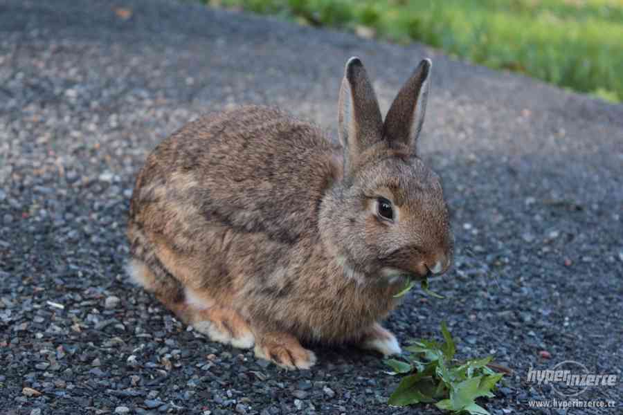 Zakrslý králíček - foto 4