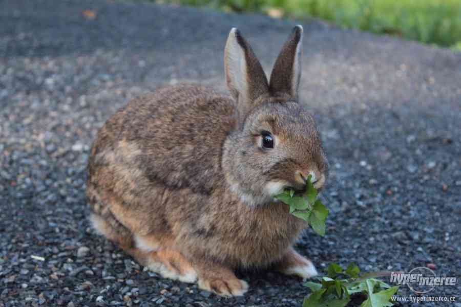 Zakrslý králíček - foto 5