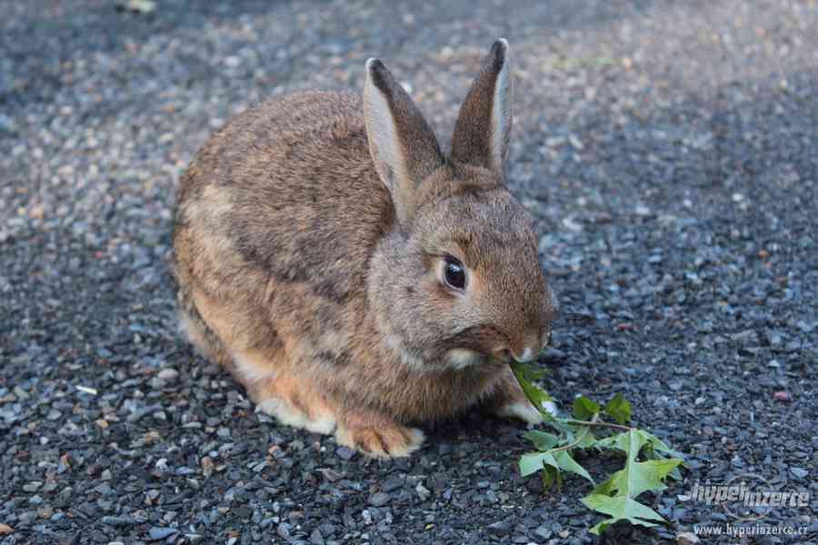 Zakrslý králíček - foto 6