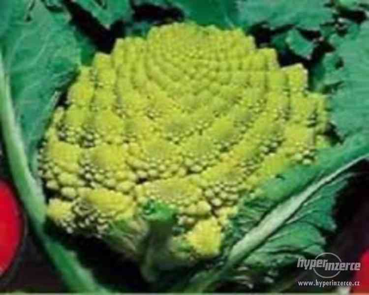 Květák Romanesco Natalino - semena - foto 1