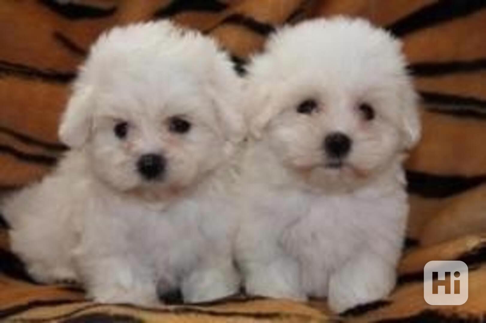Krásných 5 malých maltipoo, 2 pejsci a 3 feny. - foto 1