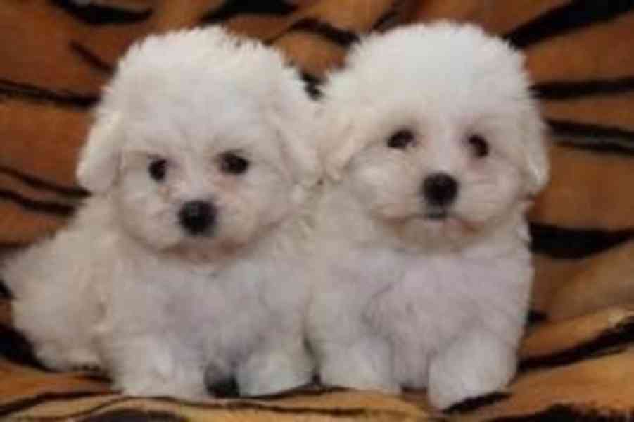 Krásných 5 malých maltipoo, 2 pejsci a 3 feny. - foto 1