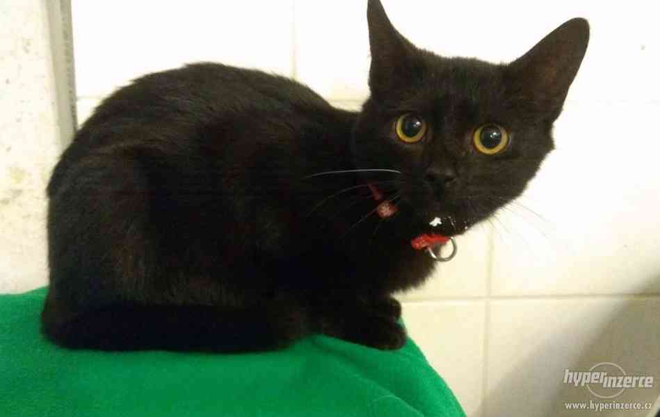 Černé kotě 5 měsíců-kočička - foto 1