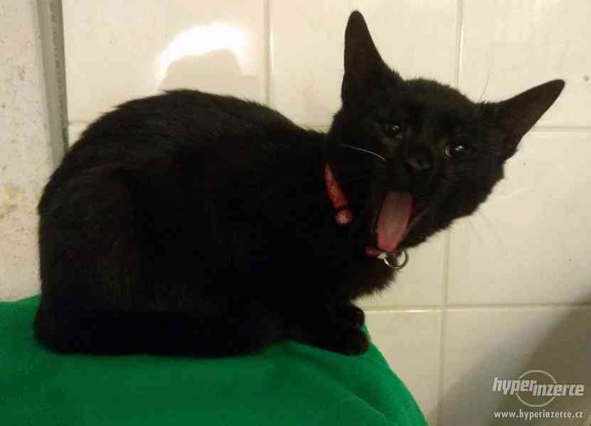 Černé kotě 5 měsíců-kočička - foto 2