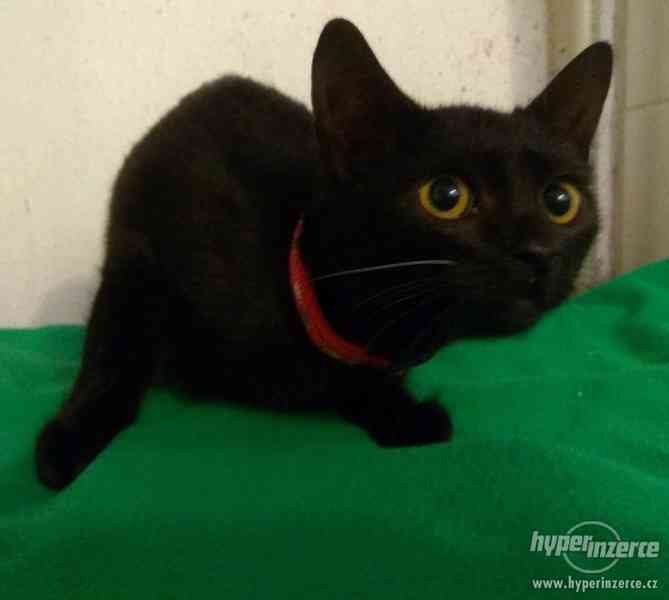 Černé kotě 5 měsíců-kočička - foto 4