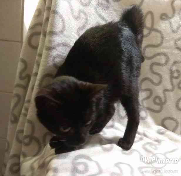 Černé kotě 5 měsíců-kočička - foto 5