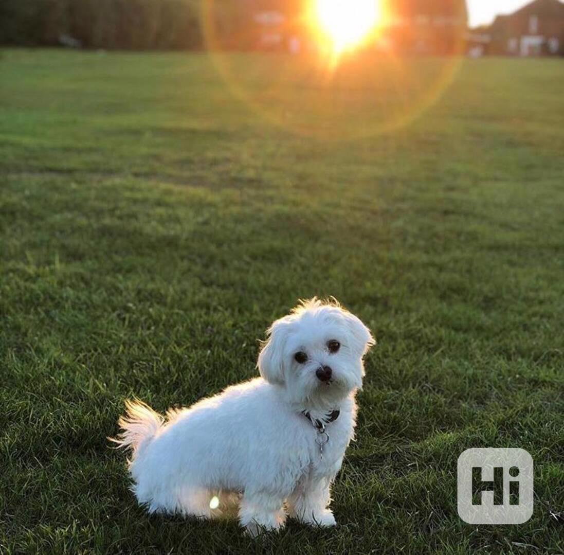 Roztomilé štěňátko - foto 1