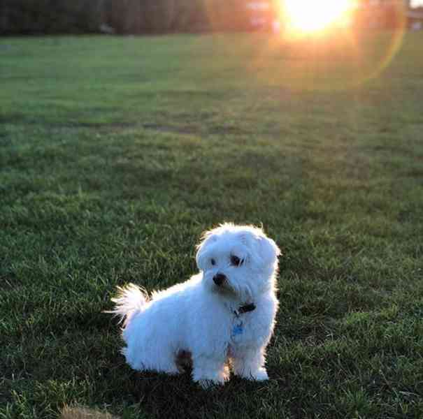 Roztomilé štěňátko - foto 3