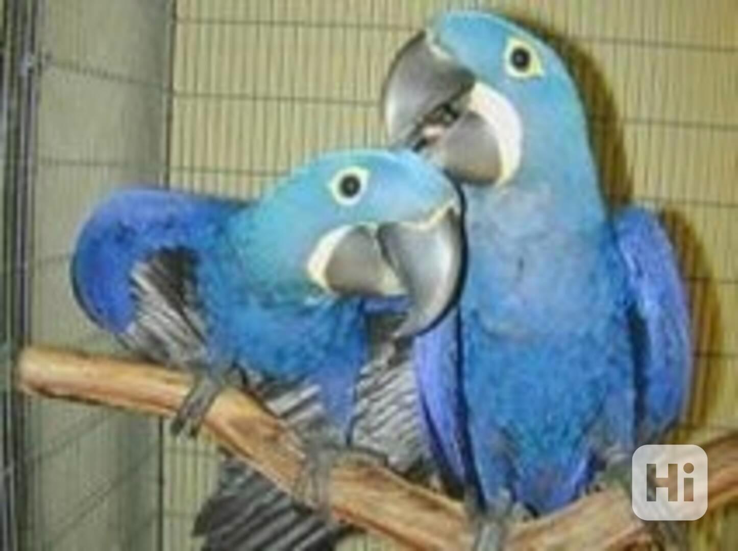 Krásné a mluvící papoušky ara hyacintové na prodej - foto 1