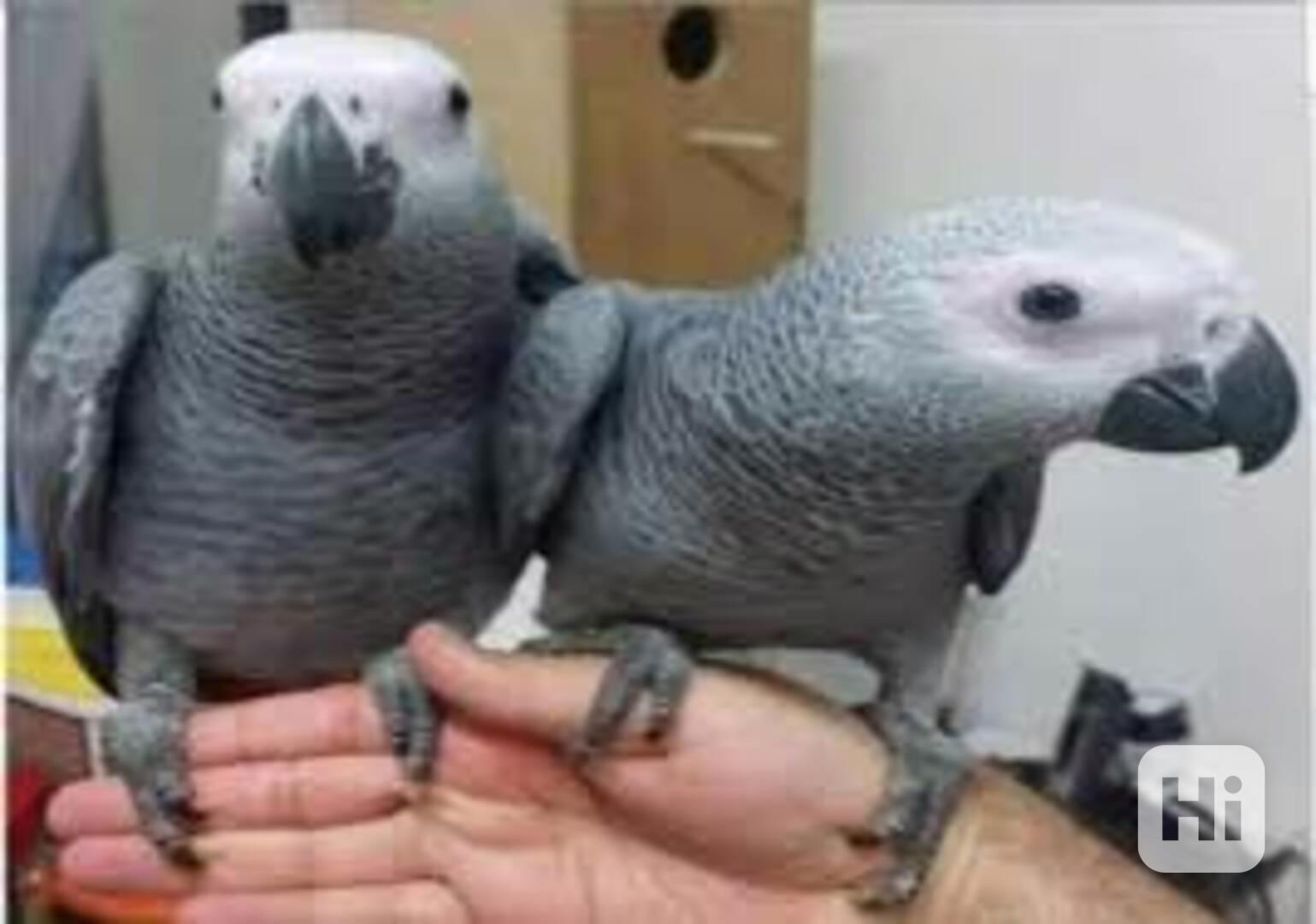 Sladcí a milí afričtí šedí papoušci Všichni papoušci budou p - foto 1
