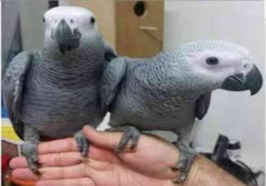 Sladcí a milí afričtí šedí papoušci Všichni papoušci budou p - foto 1